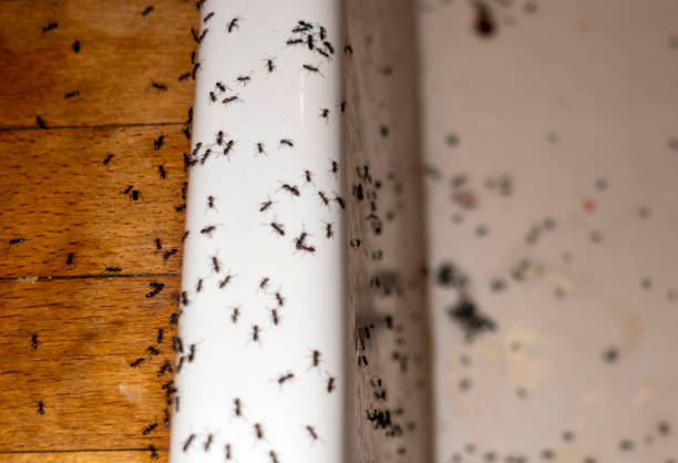 Best Mosquito Control Services  in Shenorock, NY