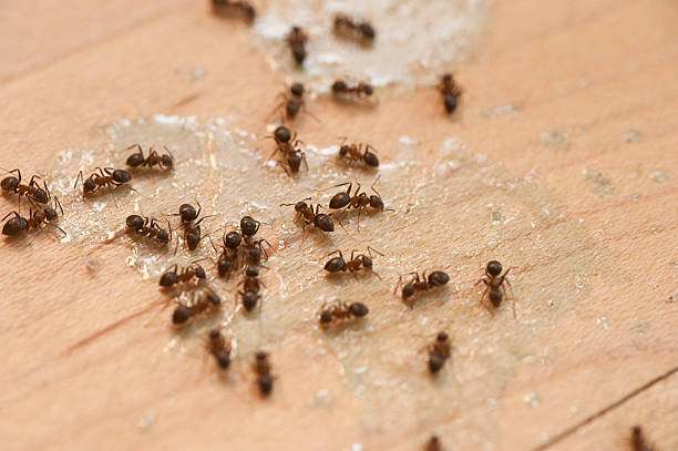 Best Pest Prevention Services  in Shenorock, NY