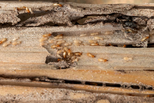 Best Best Pest Control Companies  in Shenorock, NY